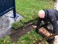 Tulpenbollen voor BeatlesTreslongmonument   